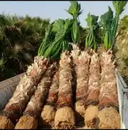 توريد النخيل الواشنطن وعربي الا جميع مدن المملكه 6