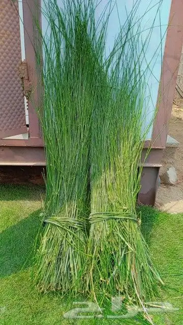 مرخ وسلع 0
