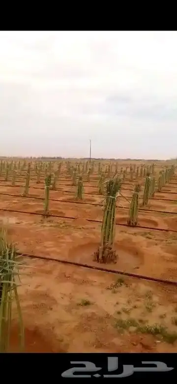توريد فسايل نخل خلاص وبرحي سكري 0