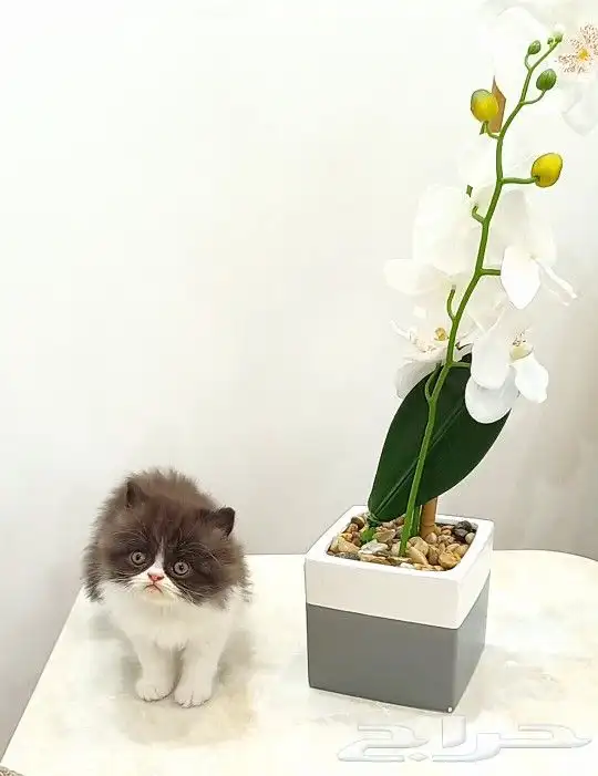 حساب خاص لبيع القطط الصغيرة 3