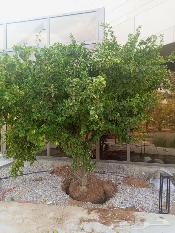زيتون معمر وجميع انواع النخيل 0