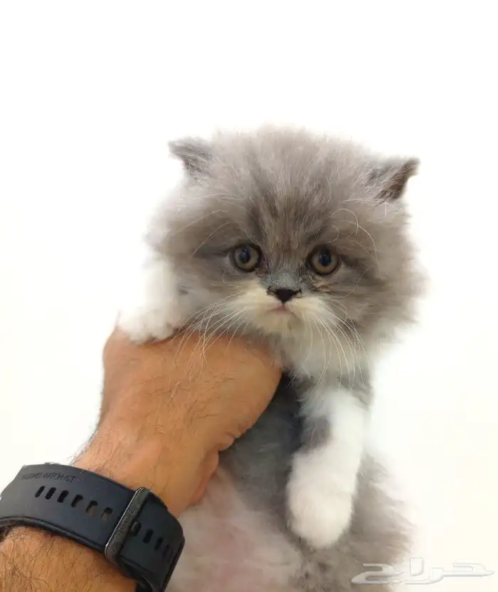 حساب خاص لبيع القطط الصغيرة 1