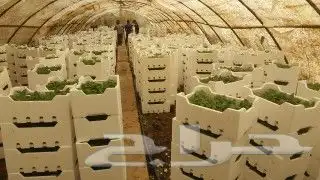 مشتل ابو مالك 5