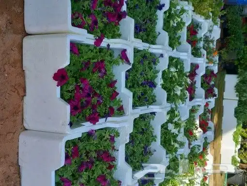 مشتل ابو مالك 4