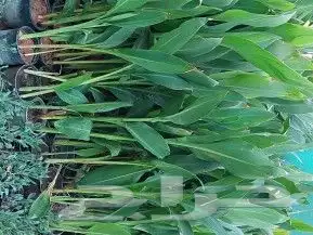 للبيع نخل عربي وواشنطني واشجار زينه ومثمره معاتوصيل والغرس 13