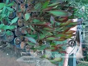 للبيع نخل عربي وواشنطني واشجار زينه ومثمره معاتوصيل والغرس 14