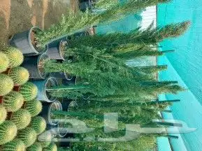 للبيع نخل عربي وواشنطني واشجار زينه ومثمره معاتوصيل والغرس 12