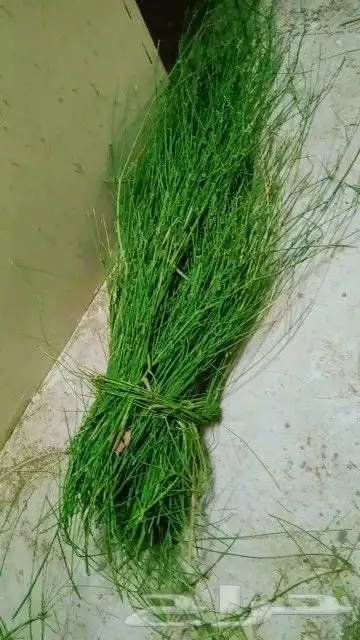 مرخ وسلع 2