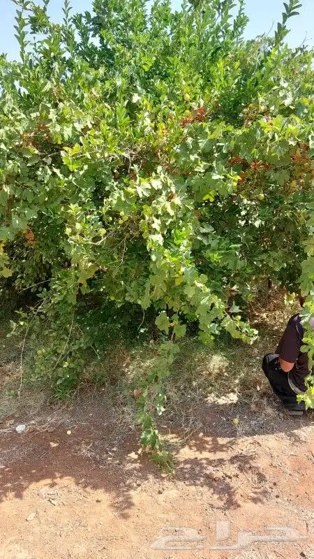 يوجد لدينا برتقال يوسفي وابوصوره وتوت وليمون وعنب واشجار زيت 0