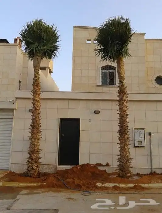 للبيع نخل عربي وواشنطني واشجار زينه ومثمره معاتوصيل والغرس 7