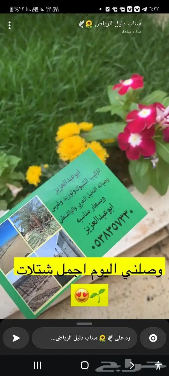 للبيع نخل عربي وواشنطني واشجار زينه ومثمره معاتوصيل والغرس 2