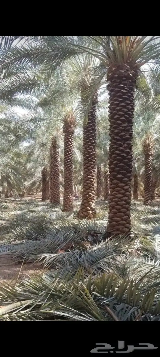 للبيع نخل عربي وواشنطني واشجار زينه ومثمره معاتوصيل والغرس 1