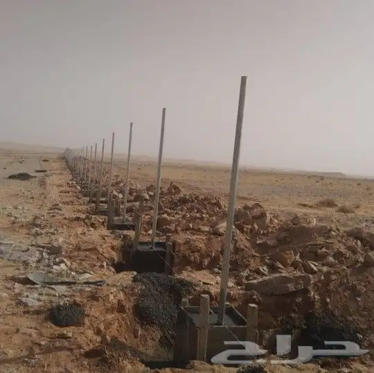 للبيع نخل عربي وواشنطني واشجار زينه ومثمره معاتوصيل والغرس 4