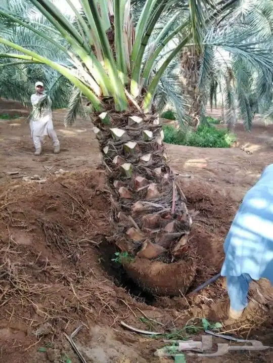 للبيع نخل عربي وواشنطني واشجار زينه ومثمره معاتوصيل والغرس 0