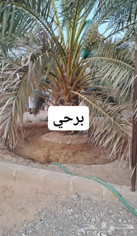 للبيع نخل عربي وواشنطني واشجار زينه ومثمره معاتوصيل والغرس 6