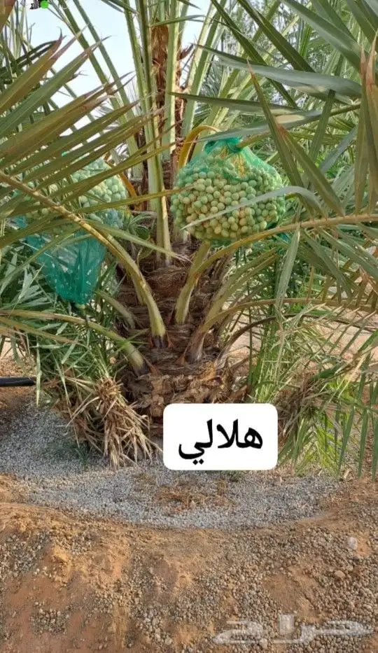 للبيع نخل عربي وواشنطني واشجار زينه ومثمره معاتوصيل والغرس 5