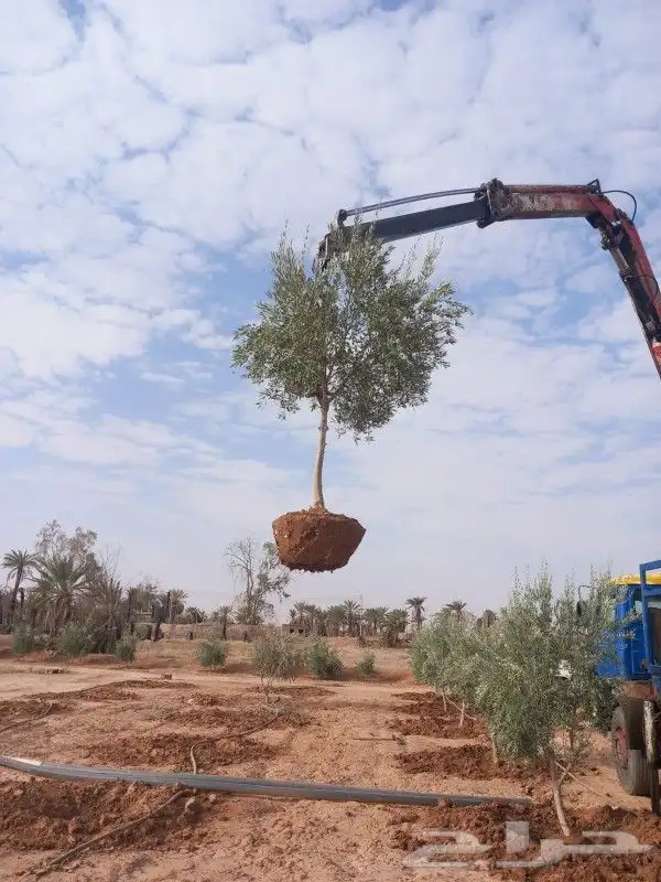 يوجد لدينا برتقال يوسفي وابوصوره وتوت وليمون وعنب واشجار زيت 7