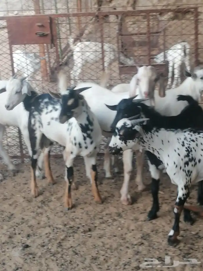تيوس جنوبيه وعوارض و طليان ورخال حري 3
