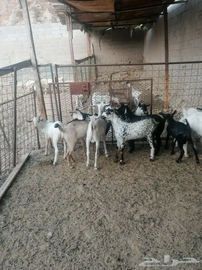 تيوس جنوبيه وعوارض و طليان ورخال حري 0
