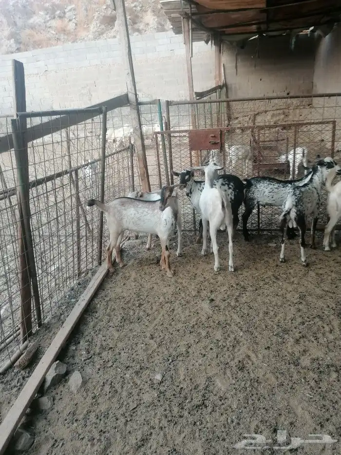 تيوس جنوبيه وعوارض و طليان ورخال حري 2