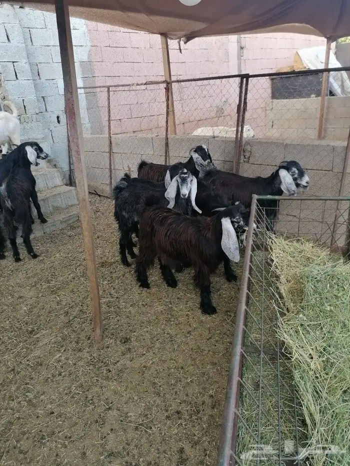 تيوس جنوبيه وعوارض و طليان ورخال حري 6
