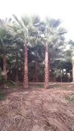 نخل للبيع واشنطني زينه 2