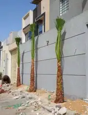 نخل للبيع واشنطني زينه 5