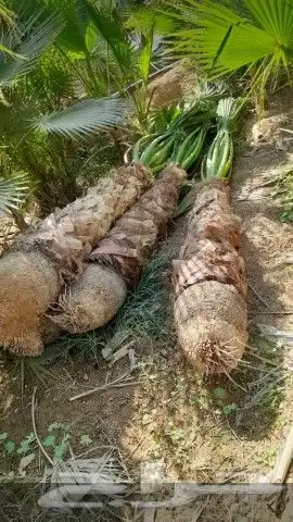 نخل للبيع واشنطني زينه 3