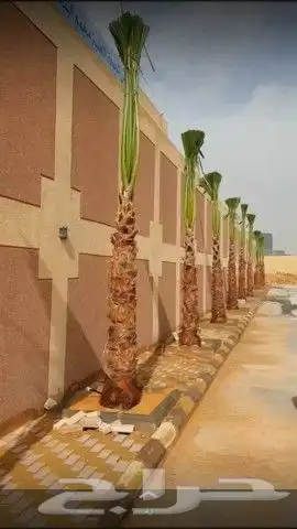 نخل للبيع واشنطني زينه 4