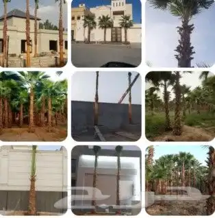 نخيل وشنطني جميع المقسات باسعار مناسبه 5
