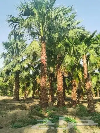 نخل للبيع واشنطني زينه 0