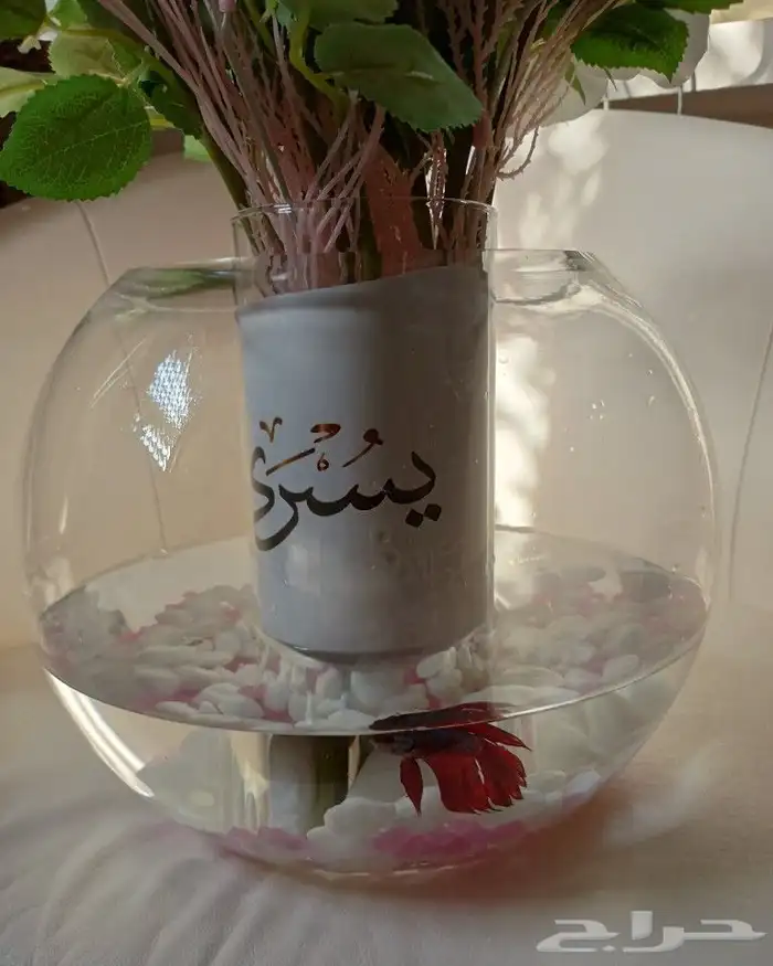سمك الفايتر الهاف مون تبوك 1