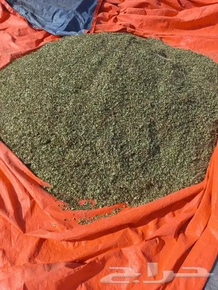 حناءضواحي ينبع ورق او مطحن حسب الطلب 9