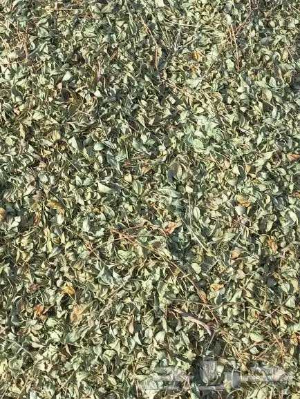 حناءضواحي ينبع ورق او مطحن حسب الطلب 6