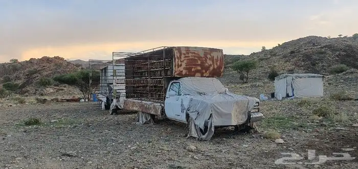 جمس نحل 1