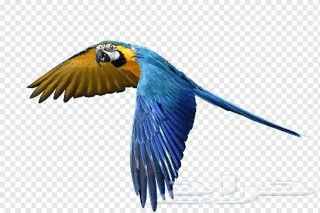 توصيل جميع انواع الطيور والقطط داخل مدينه جدة 5
