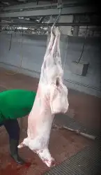 مشاوي ومشويات خارجية بايدي سوريين 0