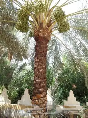 تكريب تنظيف وترتيب نخل بجميع انواعه وتنظيف وترتيب كل الشجار 1
