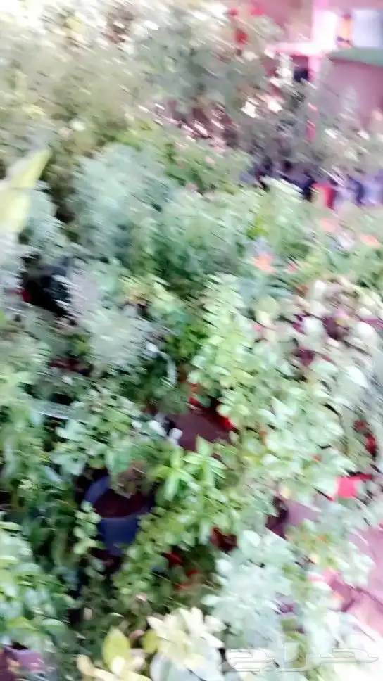 مشتل ابو مالك لتنسيق الحدائق 8