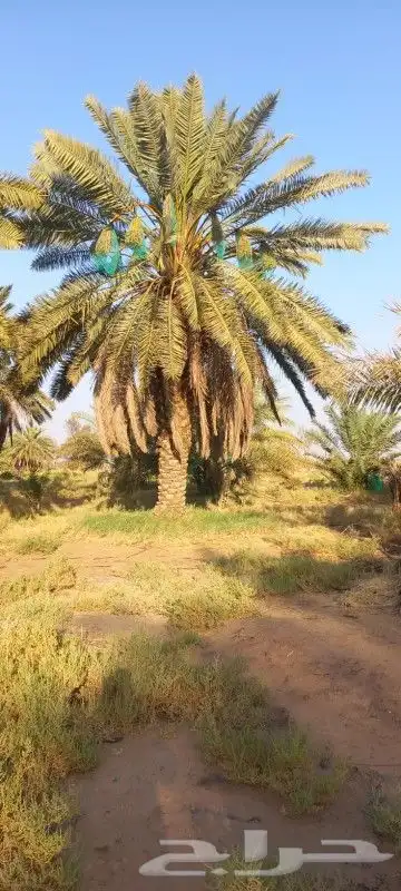 نعمل بتوريد وزراعة النخيل بجميع انواعه لتواصل 5