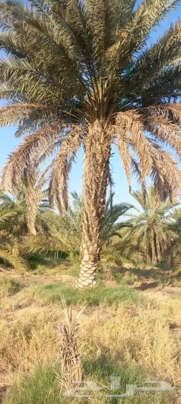 نعمل بتوريد وزراعة النخيل بجميع انواعه لتواصل 2
