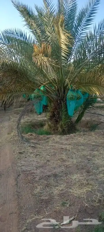 نعمل بتوريد وزراعة النخيل بجميع انواعه لتواصل 6