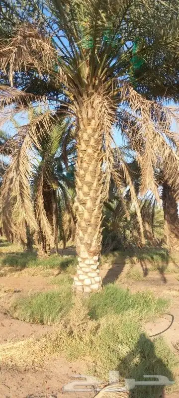 نعمل بتوريد وزراعة النخيل بجميع انواعه لتواصل 3
