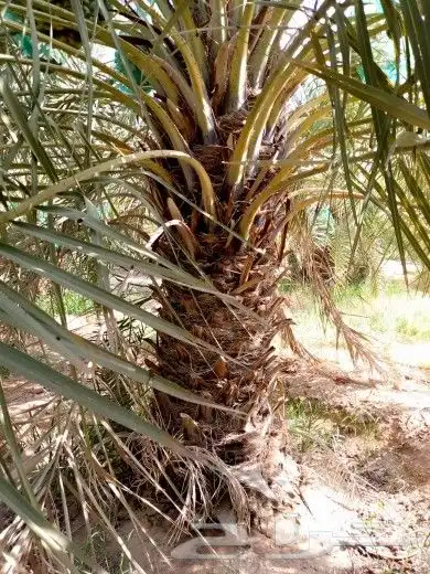 نعمل بتوريد وزراعة النخيل بجميع انواعه لتواصل 0