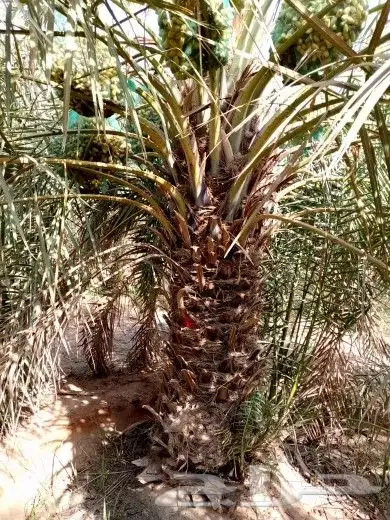 نعمل بتوريد وزراعة النخيل بجميع انواعه لتواصل 4