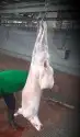 معلم مشويات سوري 0