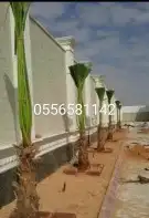 نخل زينه لبيع 0