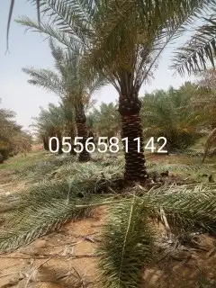 يوجد لدينا نخل عربي 0