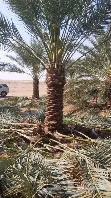يوجد لدينا نخل عربي 7