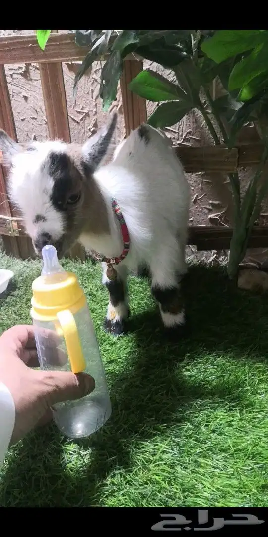 ماعز قزمي ذكر طول علبة الببسي الصغيره 0